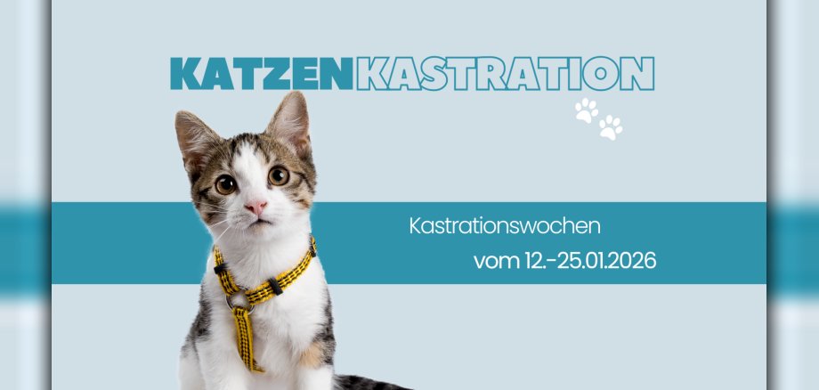 Katzenkastration (1980 x 1080 px) - 1 Symbolbild Katze
