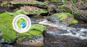 Symbolbild Moos und Bach