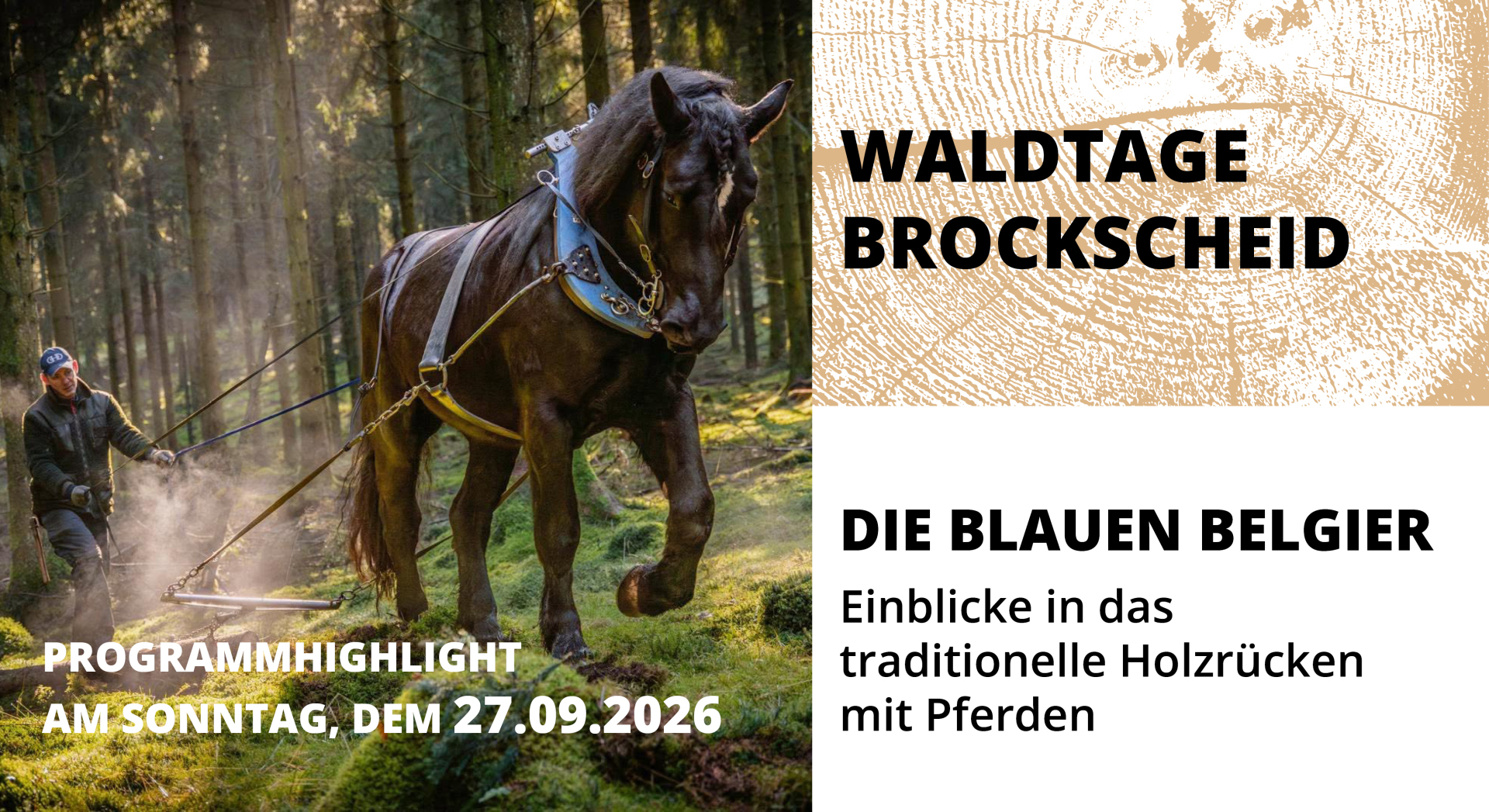 Symbolbild, Pferde und Terminankündigung