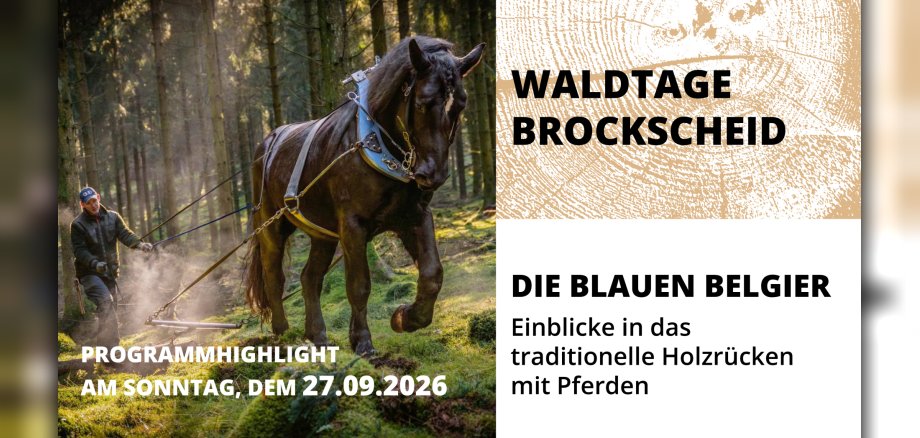 Symbolbild, Pferde und Terminankündigung